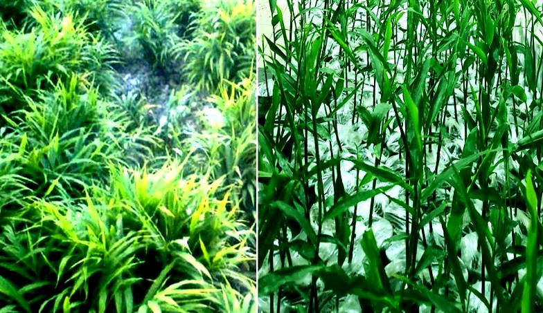 Farmers to produce 55,753 tonnes of ginger in Rangpur region