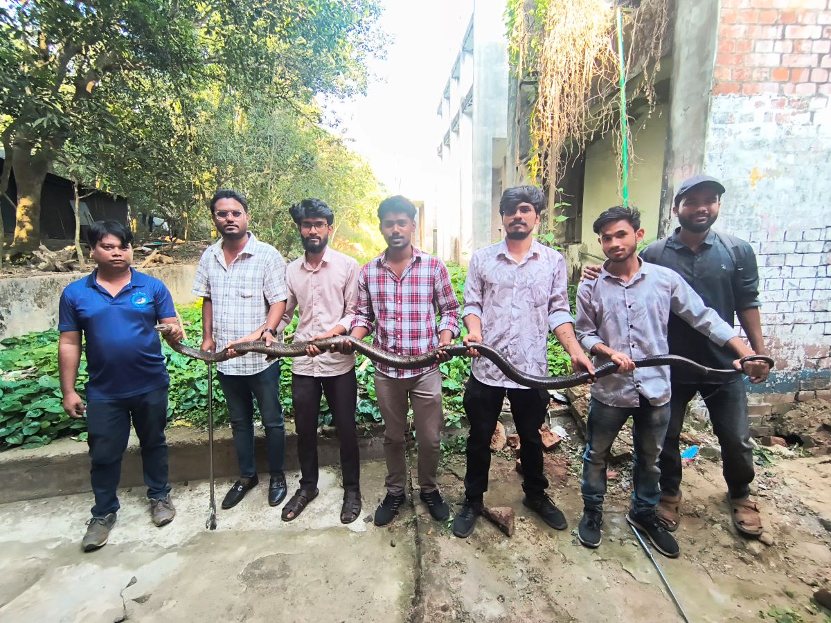 Another 12-foot venomous king cobra rescued at CU within two days