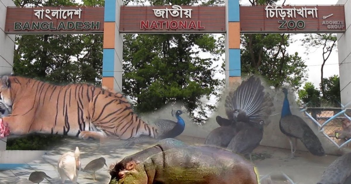 Three new animals, including leopard, coming to national zoo