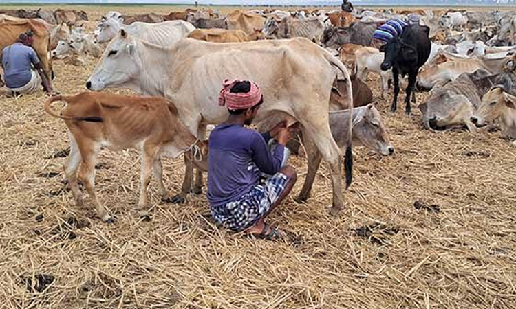 Roaming herdsmen sustain livelihoods through milk sales in Rajshahi