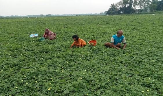 Gopalganj farmers embrace bitter gourd cultivation for higher profits
