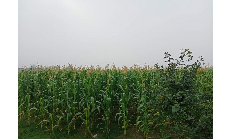 Manikganj farmers eye bumper production as harvesting goes on in full swing