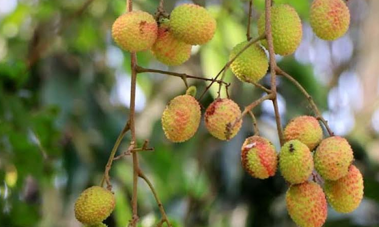 Mangoes dropping, litchis cracking in Rajshahi heatwave
