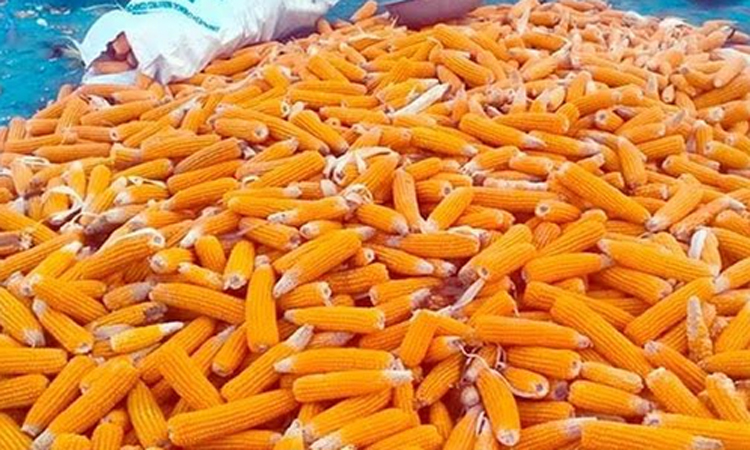 Bumper maize yield brings smiles to Dinajpur farmers