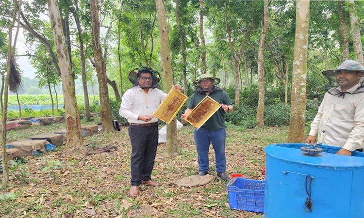 Beekeeping initiative boosts sweet pumpkin cultivation in Thakurgaon