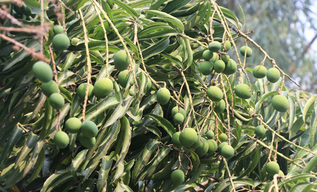 Bangladesh expects record mango production this season