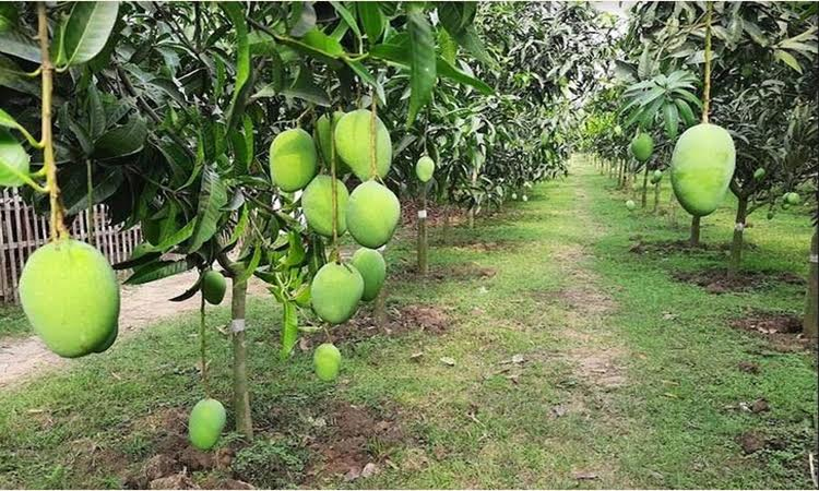 Bright prospects for agro-processing industry in Rajshahi region