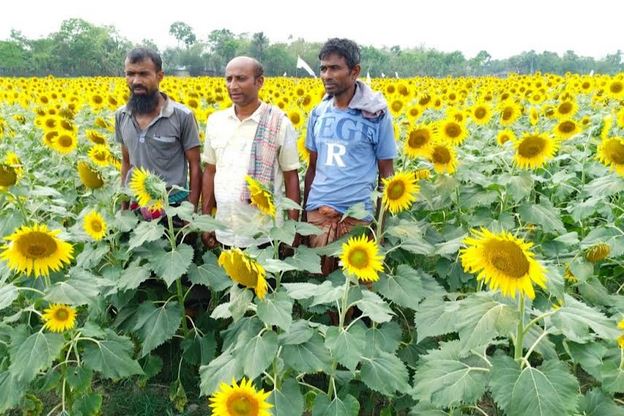 Khulna sees bumper sunflower yield as harvesting crosses 64pc
