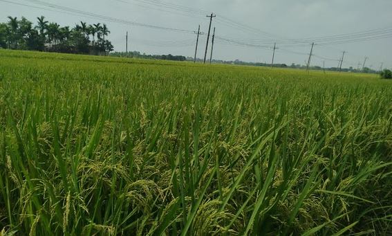 Bumper Boro harvest expected in Narail