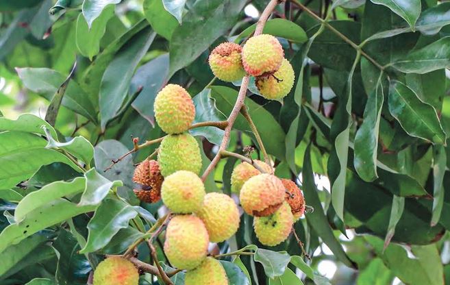 Intense heatwave in Rajshahi; litchi cracking before ripening