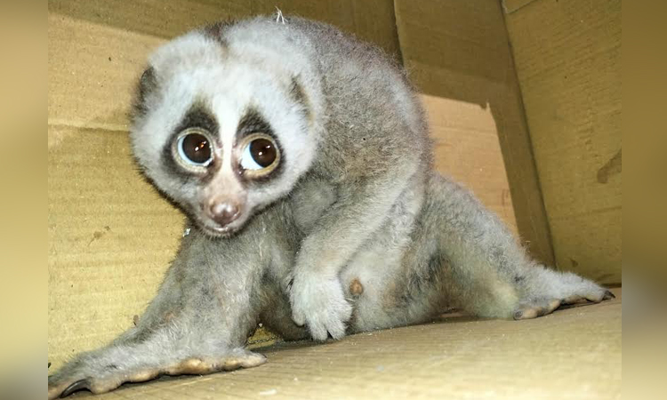 Rare Bengal slow loris rescued in Kaptai