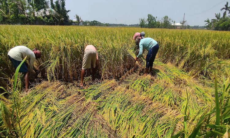 Boro harvesting gains momentum in Khulna 