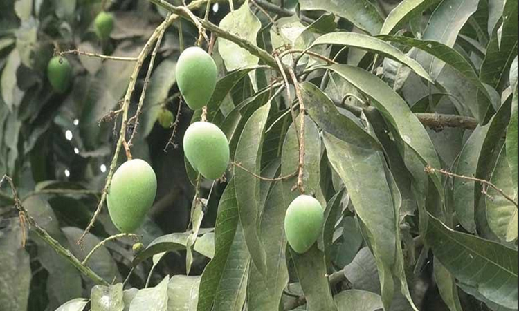 Mango fruitlets dropping worries farmers 