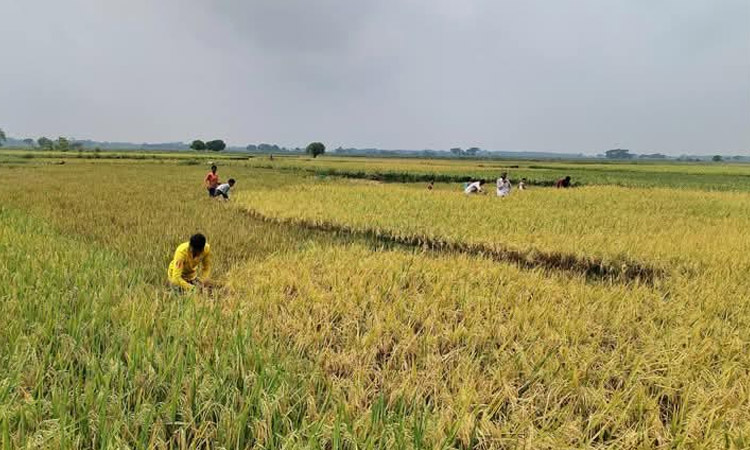 Sunamganj farmers race to harvest Boro amid flood threat, price concerns grow