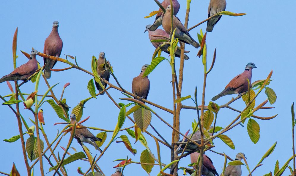 Bird population rebounds in Meherpur as awareness grows