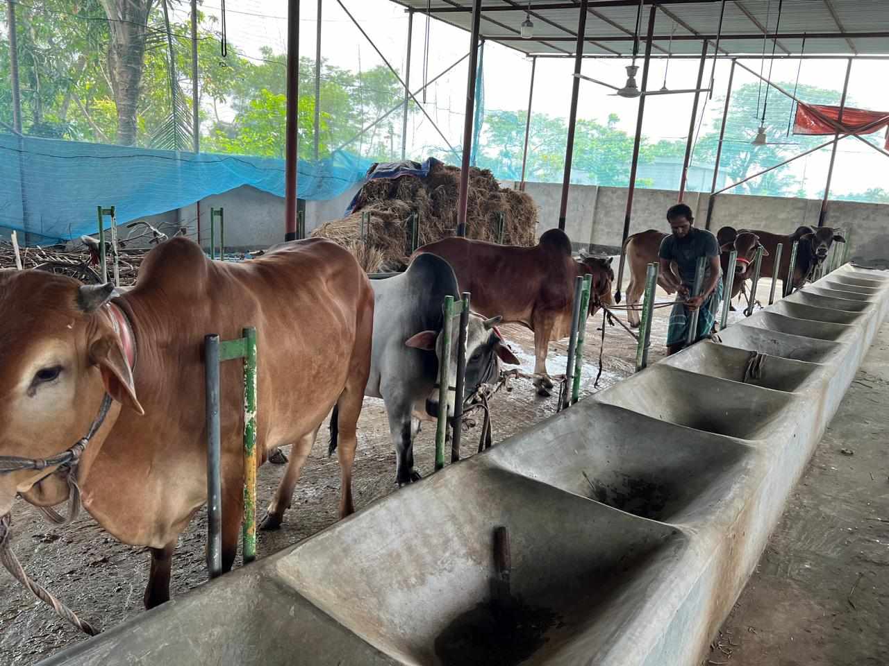 Nearly 14.47 lakh sacrificial animals ready for Eid-ul-Azha in Khulna division