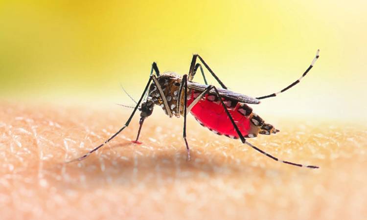 25 more dengue patients hospitalized, no deaths in 24 hrs