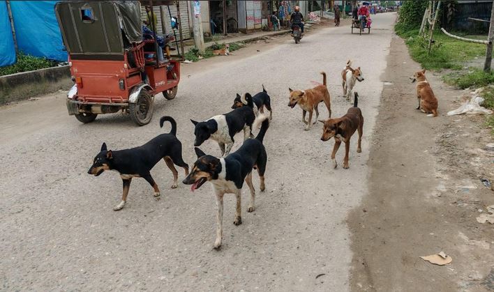 54 injured in dog bite incidents in Tangail