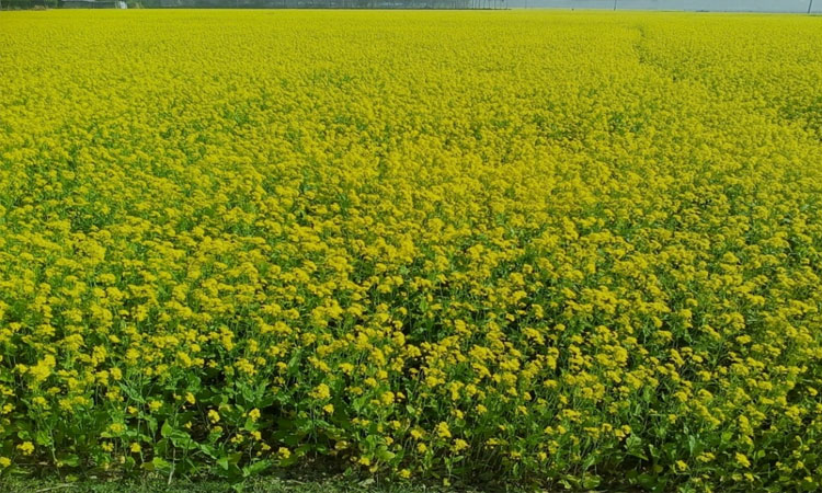 54,369 tonnes of mustard produced in Khulna agri region