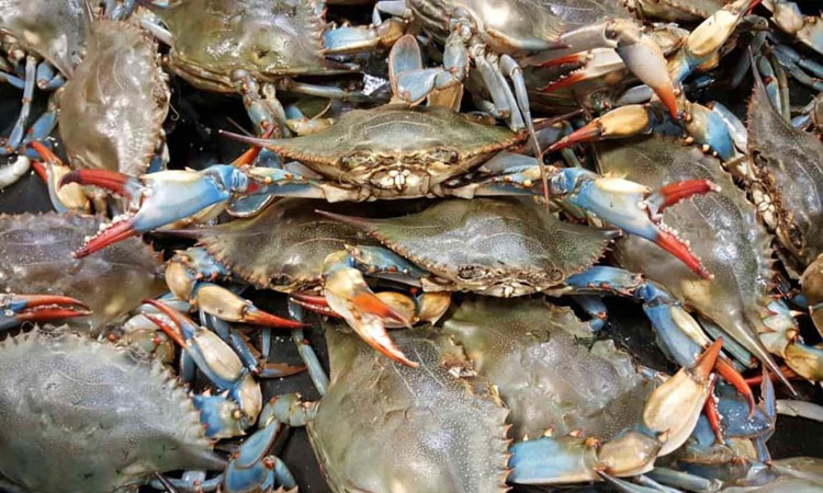 Crab farming changing lives of coastal women