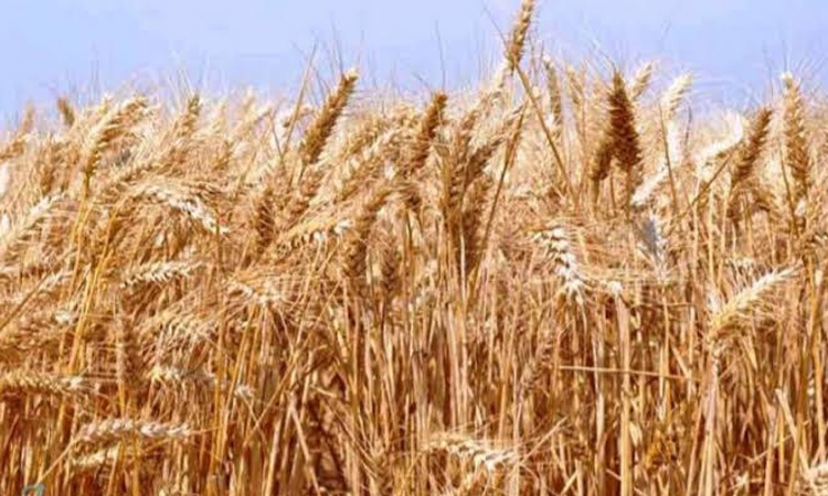 Bumper wheat yield in Dinajpur; harvesting in full swing