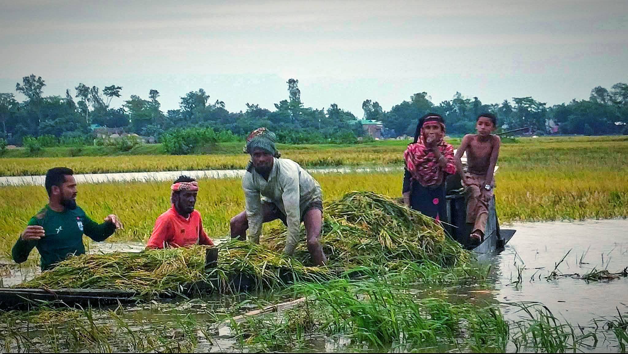 3,000 hectares of Boro land submerged in Kishoreganj after heavy rainfall