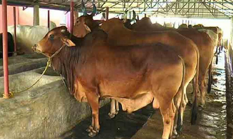 Rajshahi records surplus sacrificial animals ahead of Eid-ul-Azha