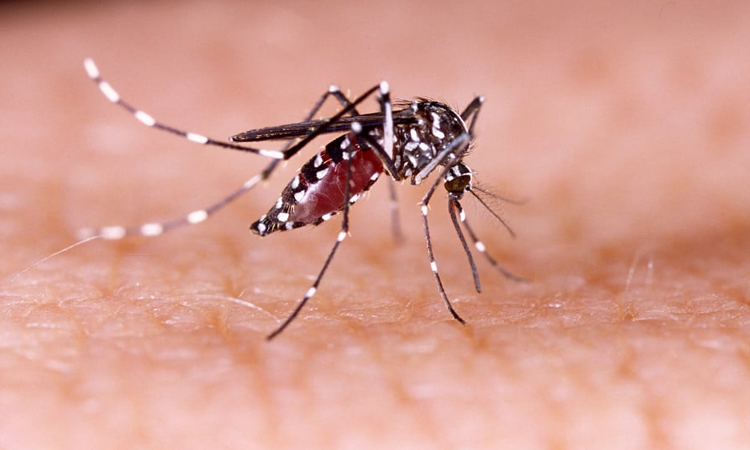 Four more die of measles-like symptoms