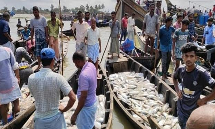 Hilsa fishing resumes in Bhola following end of two-month ban