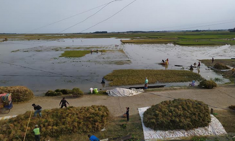 Flash floods threaten haor crops in Netrokona, farmers fear heavy losses