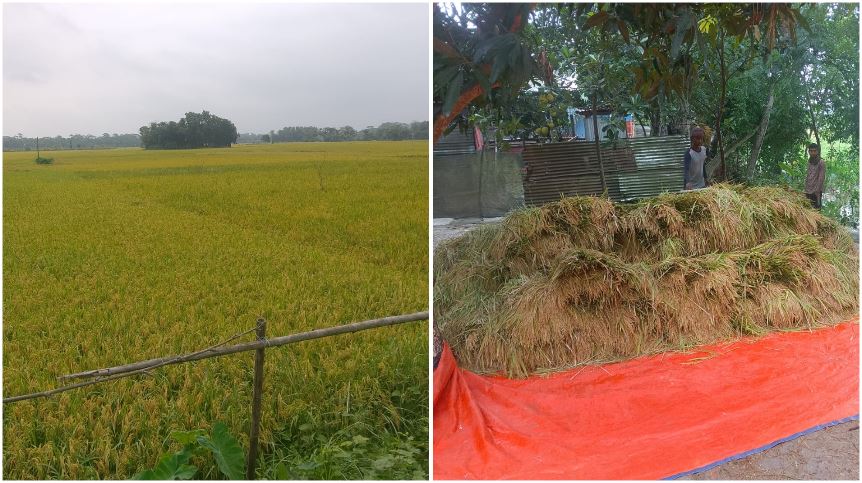 Shariatpur farmers fear losses as weather turns against bumper Boro yield