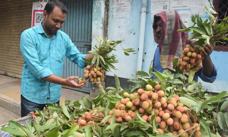 Early litchis arrive in Rajshahi markets, full harvest expected soon