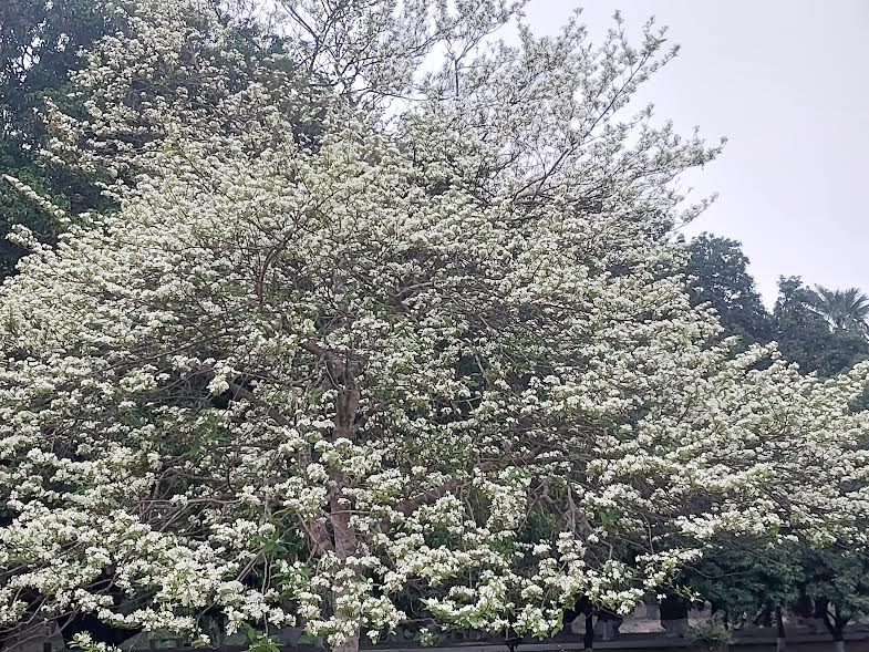 Uttara Ganabhaban glows with beauty of Hemonti blossoms