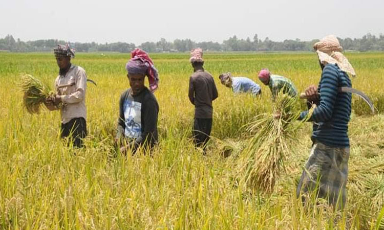 Boro harvesting gains momentum in Dinajpur with bumper yield expected