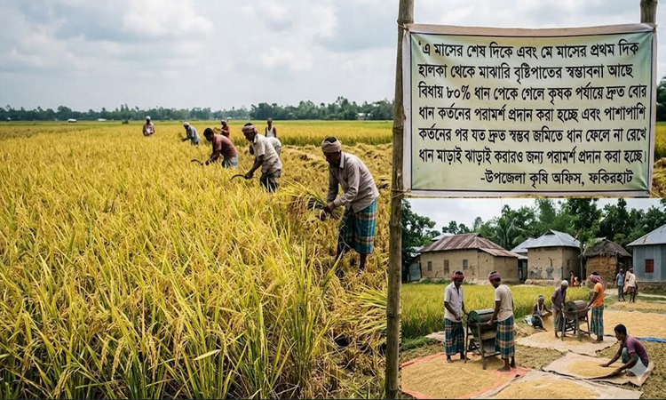 73 percent of Boro paddy harvested in Khulna region