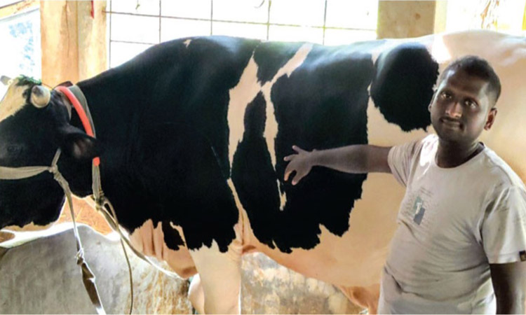 ‘Kalu’ and ‘Dholu’ draw crowds as buyer offers goat incentive