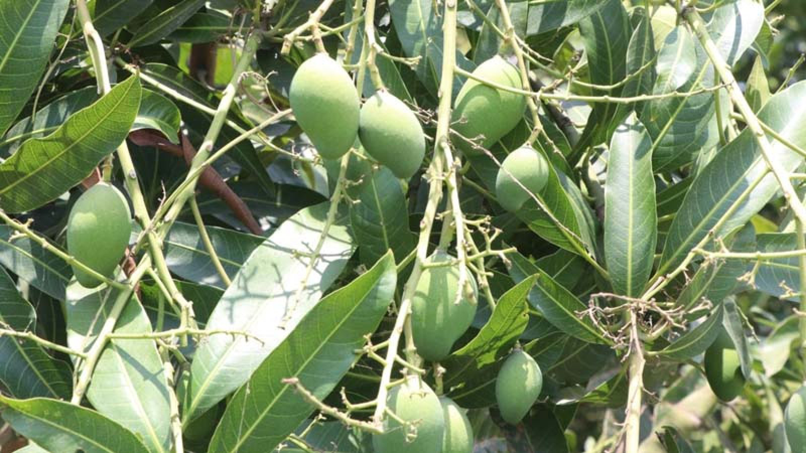 Mango harvest in Rajshahi begins May 15, action to be taken if picked early