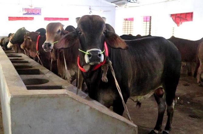 8 lakh cattle prepared for Eid sacrifice in Naogaon