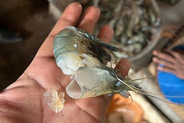 Mobile court fines trader for injecting jelly into shrimp in Narsingdi 