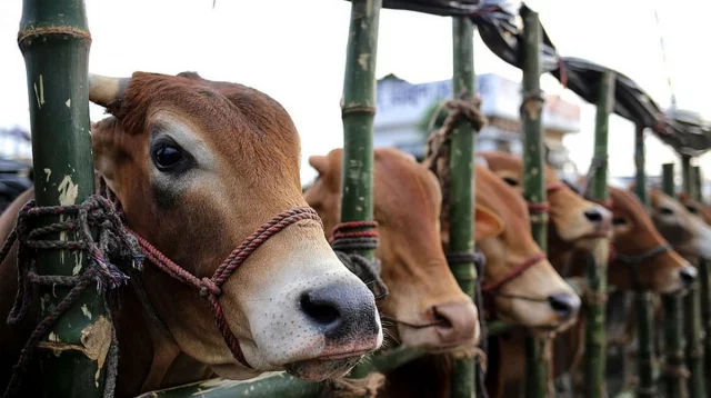 Cattle traders eye profit as Eid demand gains momentum
