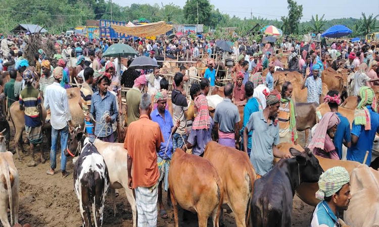 High demand for medium-sized cattle marks Chuadanga markets ahead of Eid-ul-Azha