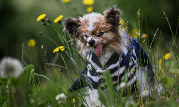 'World's oldest dog' contender dies in France aged 30’