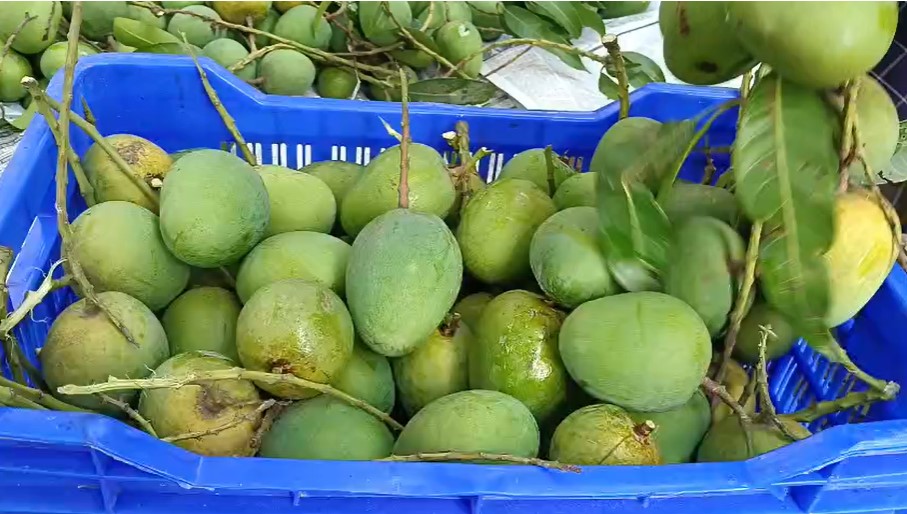 Satkhira targets 70,380 tonnes of mango production this season