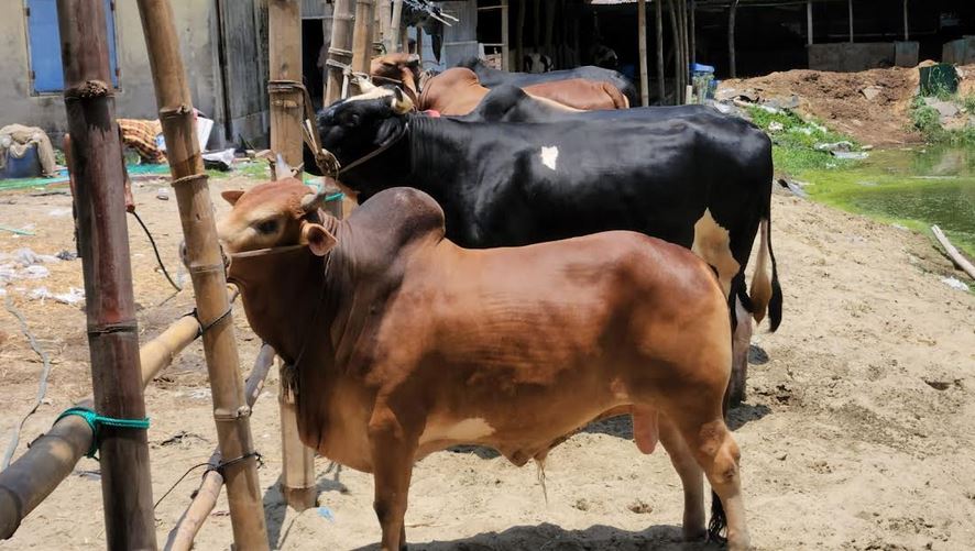 Cattle trading gains momentum in Cox's Bazar ahead of Eid