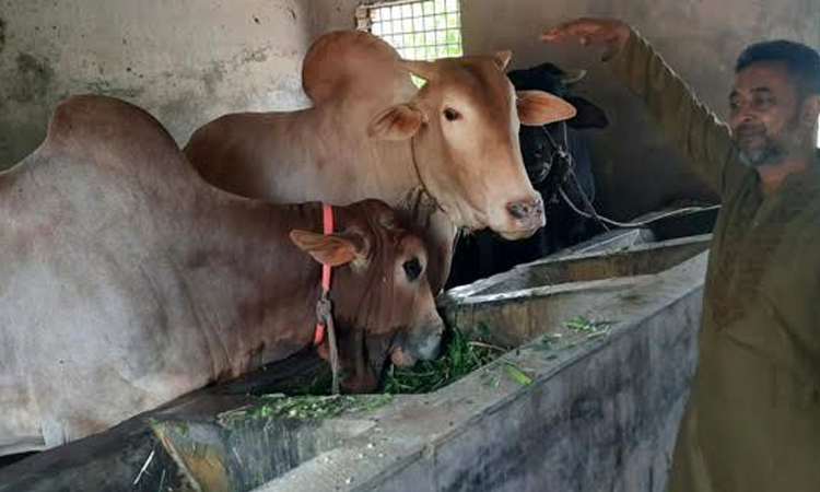 Gigantic bulls 'Simba', 'Lalu' draw crowds at Rajshahi cattle farm ahead of Eid-ul-Azha