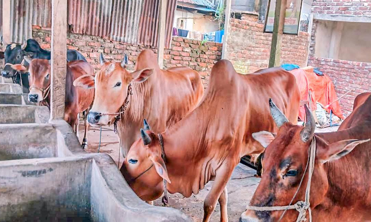 Over 90,000 sacrificial animals ready in Feni ahead of Eid-ul-Azha