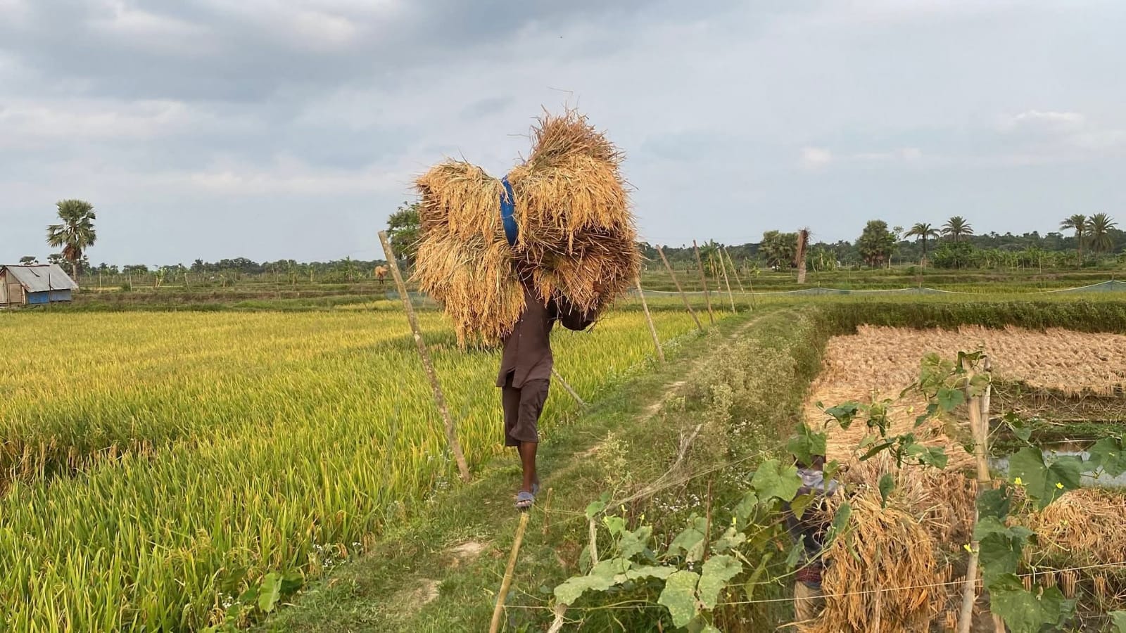 Boro paddy,rice collection begin in Fatikchhari