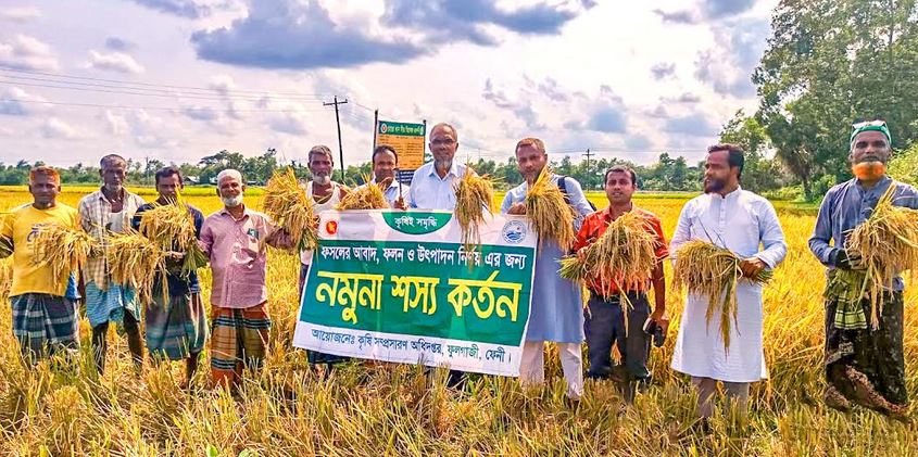 Boro harvesting in Feni nears completion; production surpasses target