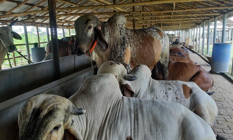 2 lakh sacrificial animal surplus in Natore, supplied across country