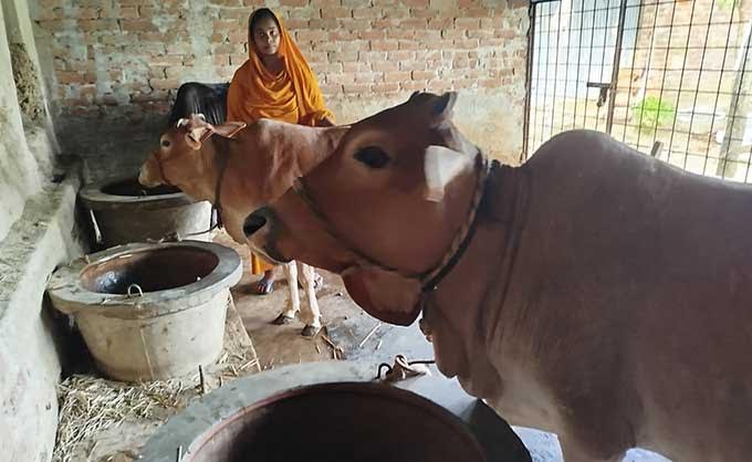 Women becoming self-reliant thru livestock farming in Rajshahi